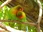 Agapornis fischeri Lovebirds